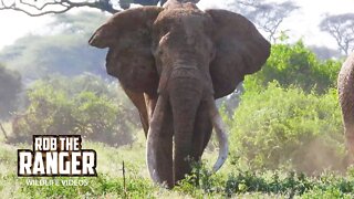 Amboseli Super Tusker Elephant Craig And Friends | Zebra Plains Safari