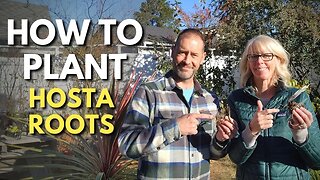 How to Plant Hosta Roots in Containers 🌿