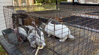 Moving Rabbits 🐇 #ChamberlinFamilyFarms #rabbits #farm #homestead