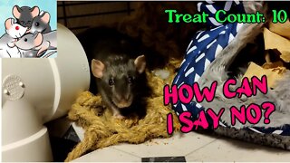 Crowley the Rat HOARDS TREATS! So Adorable! #116 #cute #patreon #animals #pets