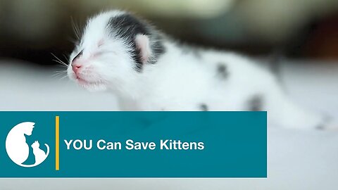Learn How To Care for Neonatal Kittens