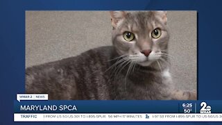 Jack Graham the cat is up for adoption at the Maryland SPCA