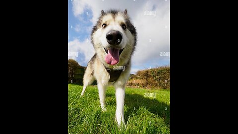 Viral , Baby Dog Alaskan Malamute Cutest and Funniest Moments New Compilation Try Not To Laugh