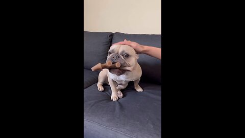 Don’t Stop Petting Me | Mochi The French Bulldog