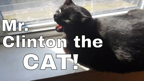 Clinton the cat