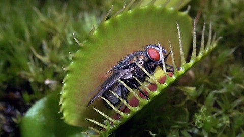 Flesh Eaters: Carnivorous Plants Lure Insects Into Their Deadly Clutches