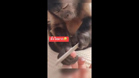 monkey manicurist