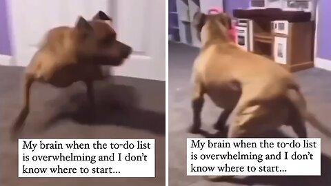 High-energy pup has the funniest case of zoomies