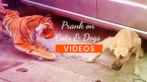 Dog & Cat prank with fake animals