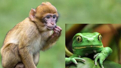 Monkey vs Frog funny video