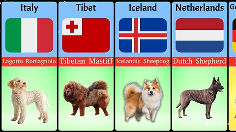 Dog Breeds From Different Countries