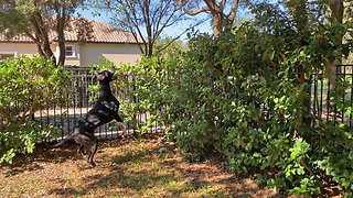 Funny Great Danes Hide In The Bushes While On Squirrel Patrol