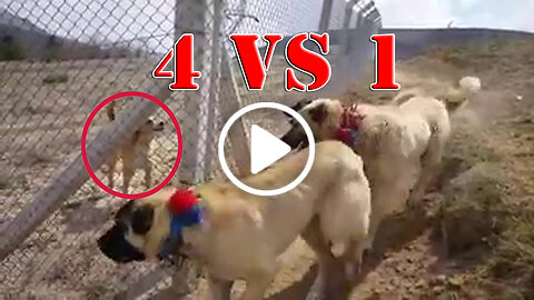 4 Giant Shepherd Dogs Face to Face Vs