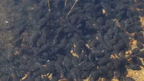 Tadpole pollywogs on the shore of a beautiful lake4