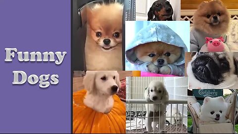 Funniest Dogs 🐶 - Funny Pet Videos 😇 Cute baby animals Videos - Dogs Compilation