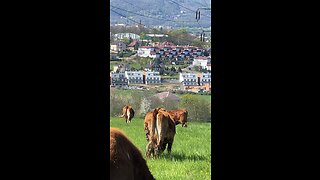 cow #cow #shorts