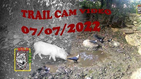 Trail Cam video July 07, 2022