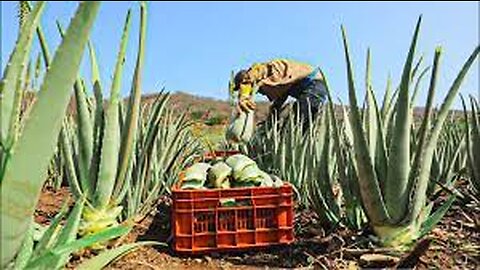 How Farmers Harvest Thousands Tons of Fruits 2023 - Guava,Grape,Aloe vera,Olive - Fruit Harvesting