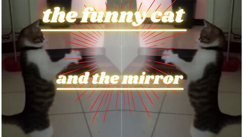 the funny cat and the mirror - o gato engraçado e o espelho