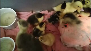 2 day old Muscovy ducklings 15th November 2021