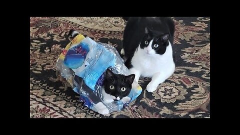 Funny animals - Funny cats dogs - Funny animal videos