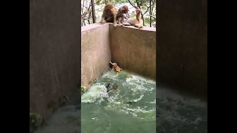 monkey #baby trapped in #crocodile's pond