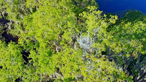 Drone view of mother heron guarding her nest high