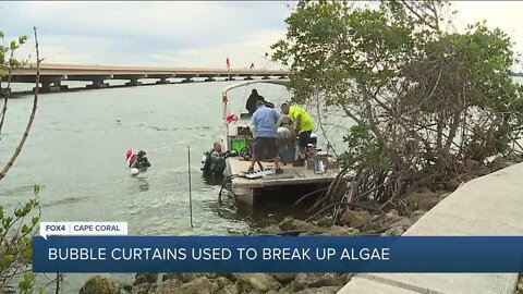 Experts are working to prevent harmful algae from entering local canals