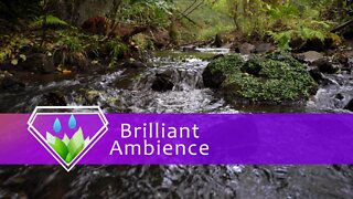 Beautiful Relaxing Nature | Calm Creek in Lush Forest | Anti-Stress