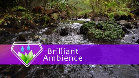 Beautiful Relaxing Nature | Calm Creek in Lush Forest | Anti-Stress