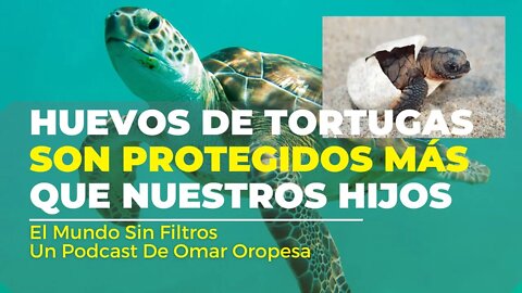 🔴 ¡Alerta Mundial! Huevos De Tortugas Son Protegidos Más Que Nuestros Hijos 😡🔥🙏🏻