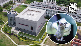 Wuhan scientists wanted to release coronaviruses into bats
