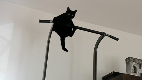 Cat trying pull-ups for the first time