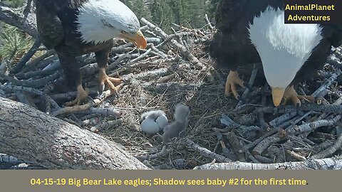 Big Bear Lake eagles; Shadow sees baby #2 for the first time.