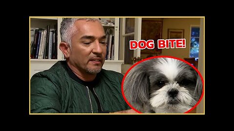 How To Create Boundaries with Your Dogs with Cesar Millan | Cesar911