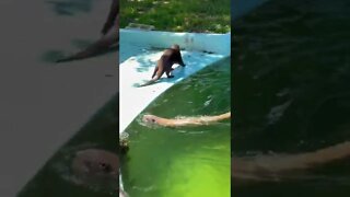 Sea Otter swimming around raft