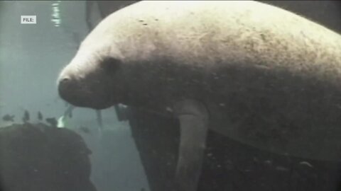 Why are more manatees dying in SWFL than in previous years?