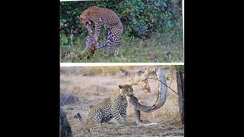 Leopord vs python snake fight - wild animals fight - forest fight