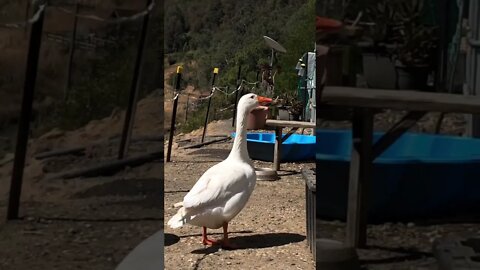 Edwin the attack goose on patrol while Blair lays an egg