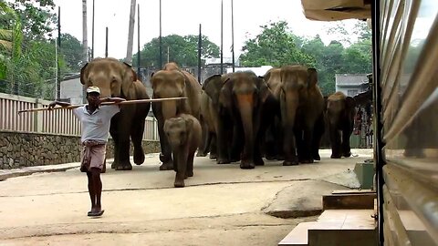 Pinnawala, the March of the Elephants.