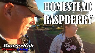 Raspberry On the Homestead, Pea Shelling & Pigs