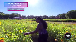 U-Pick Sunflowers at Harvestmoon Fun Farm in Hernando County | Taste and See Tampa Bay