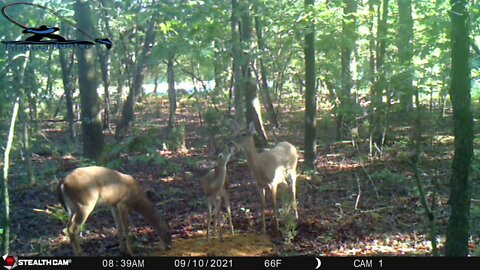 Deer hunting New Jersey: Trail cam 9 10 21
