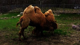 Camel skirmish involves screaming, pushing, farting, and ankle biting