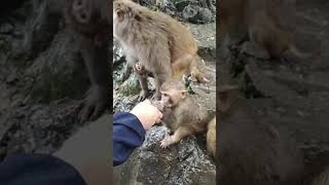 Crazy baboon eating banana video compilation