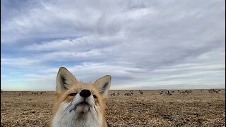 GOOSE HUNTING: Fox Tries To Steal My Geese! Western Manitoba, Canada