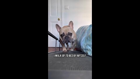 Baby Steps To The Bed | Mochi The French Bulldog