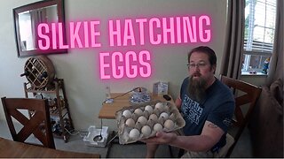 How To Hatch Chicken Eggs in an Incubator - Purebred Bearded Silkie Hatching Eggs Project