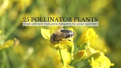 25 Pollinator Plants to Attract Nature's Helpers to Your Garden