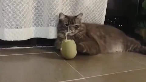 Eggshell Cat Toy